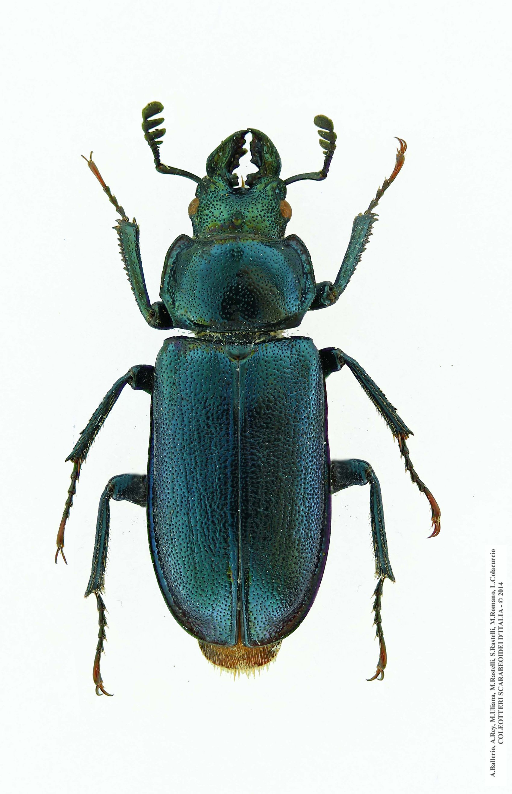 Platycerus caprea, maschio